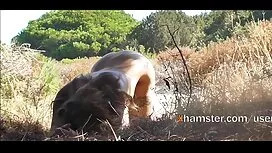 Chienne a suggéré à  ...