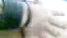 Leurs ânes graisseux ...